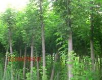 復(fù)葉槭 觀賞、綠化的優(yōu)良樹(shù)種全解析