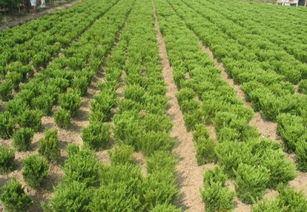 濰坊 北方綠化苗木產(chǎn)業(yè)的重鎮(zhèn)